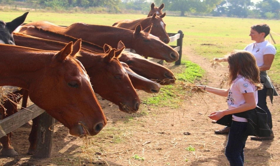 Full-Day Polo Experience 