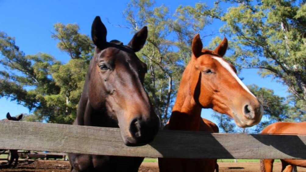 Full-Day Polo Experience at La Martina Club