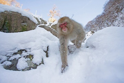 Snow Monkey, Zenko Ji Temple, Sake in Nagano Tour