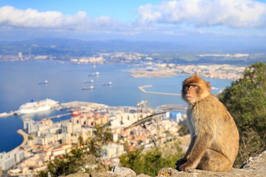 Full Day Private Shore Tour in Gibraltar from Gibraltar Port