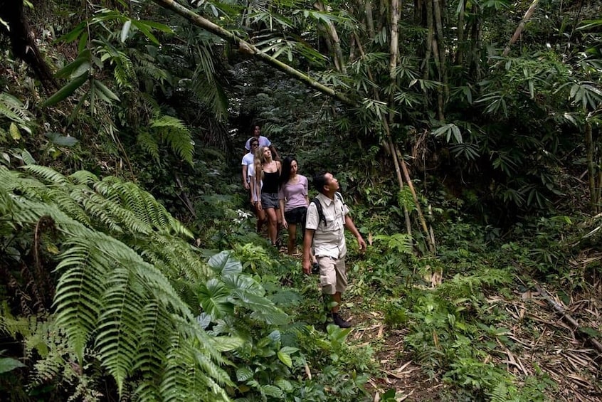 Tropical Trekking