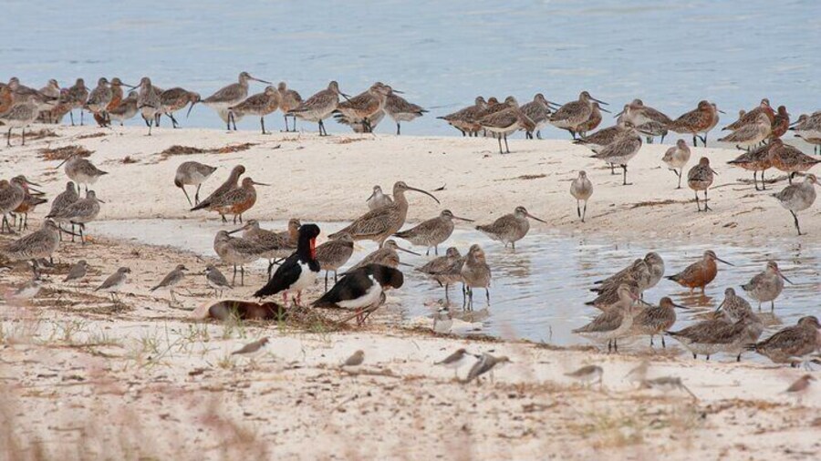 Kakadu Beach