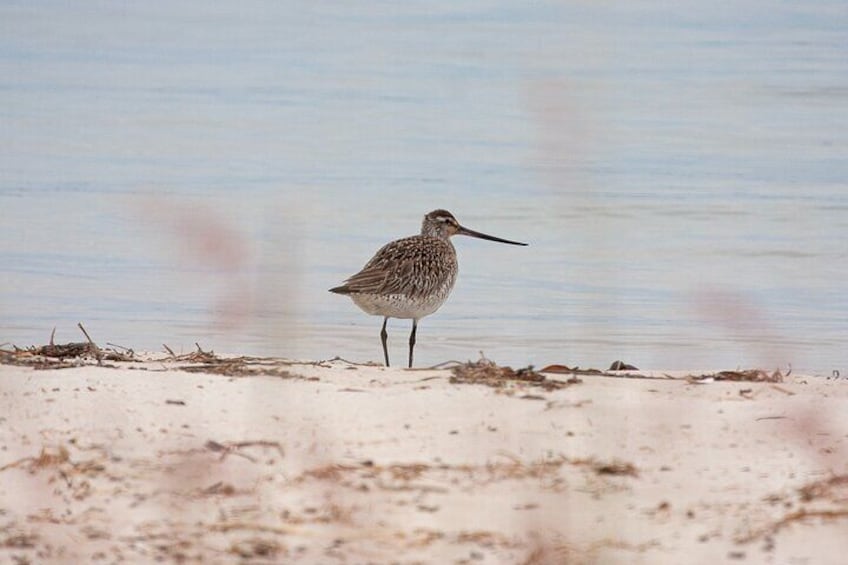Godwit
