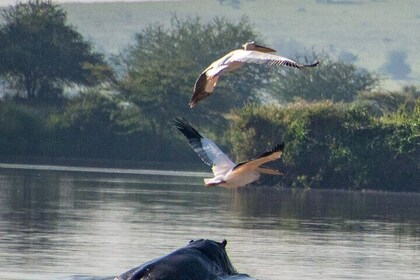 Private Full Day Tour in Lake Naivasha