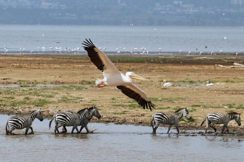 Private Full Day Tour in Lake Naivasha