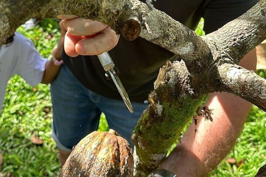 Bohol Chocolate Making and Farm Tour