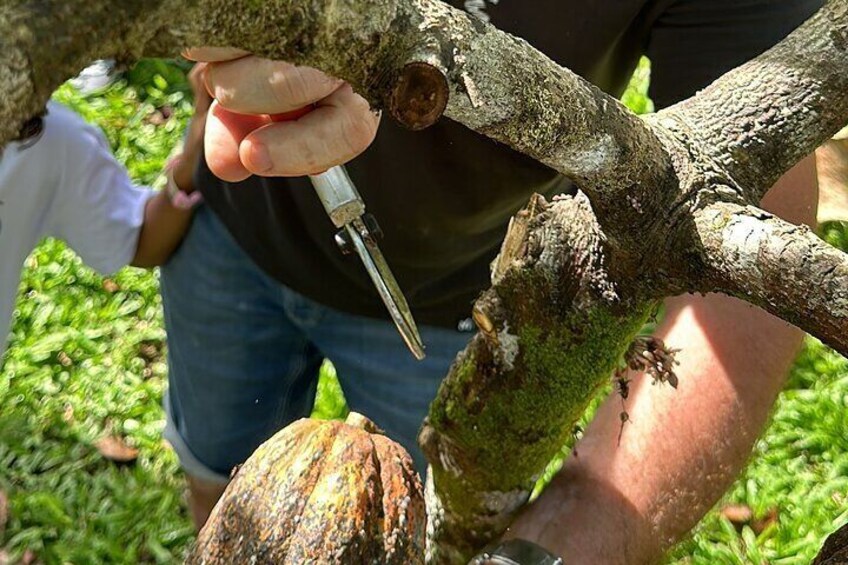 Bohol Chocolate Making and Farm Tour