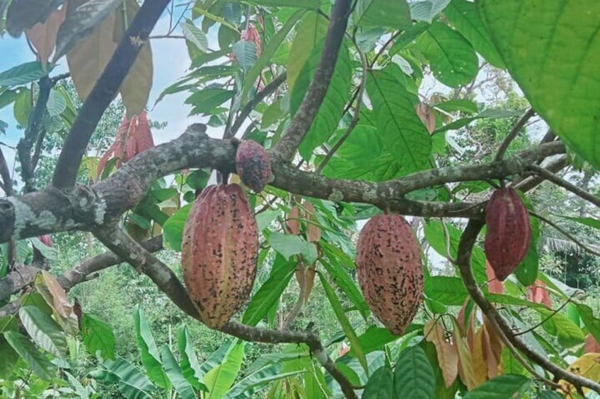 Bohol Chocolate Making and Farm Tour