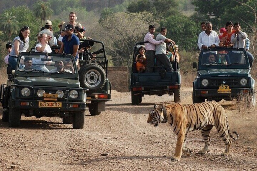 3-Hour Shared Safari in Ranthambore National Park