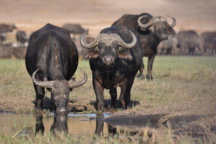 Half Day Guided Tour in Nairobi National Park