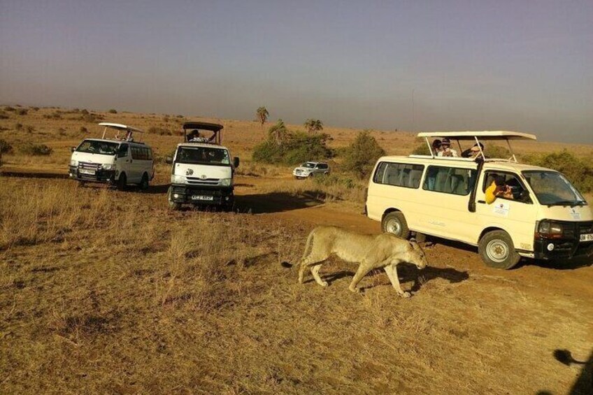 Half Day Guided Tour in Nairobi National Park