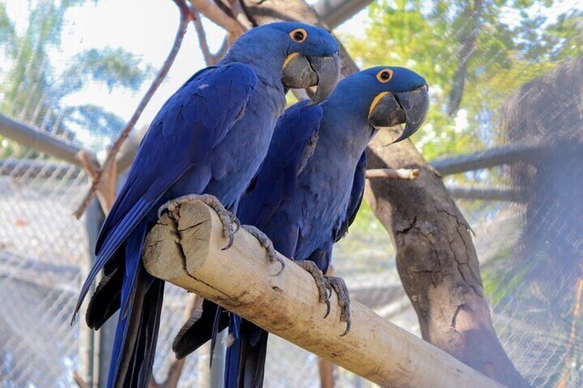 AquaRio and Biopark half-day tour