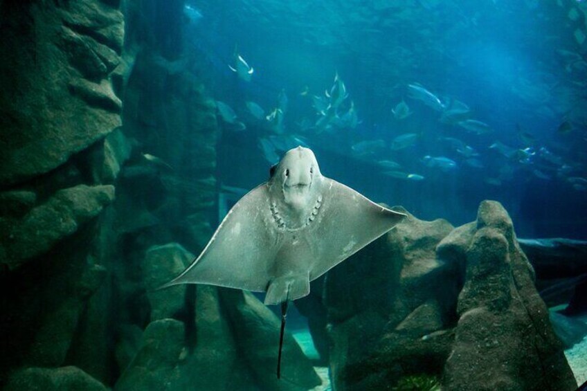 AquaRio and Biopark half-day tour