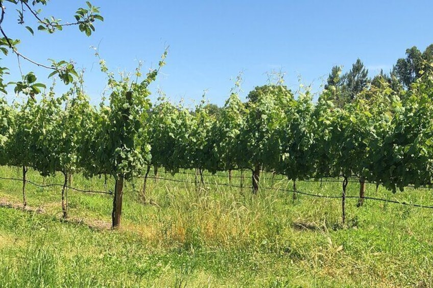 Vinho verde vineyards