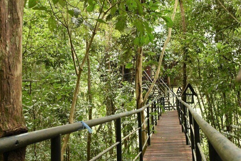 Tree house bungalows