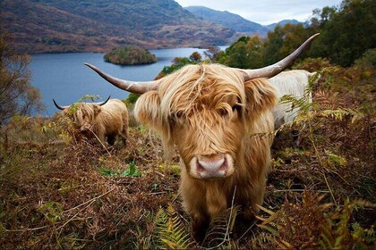 Private Tour of Loch Ness, Glencoe and Highlands from Edinburgh