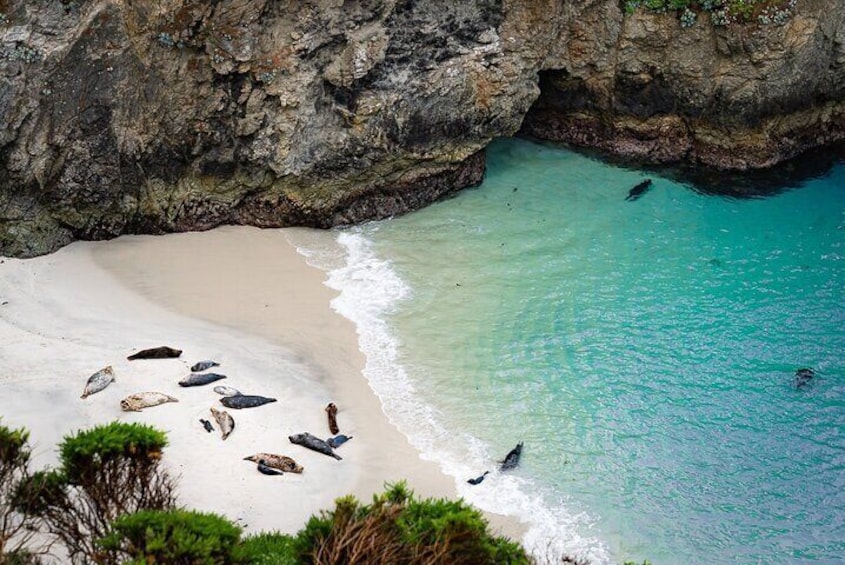 Point Lobos - A Private Charming Ocean Tour