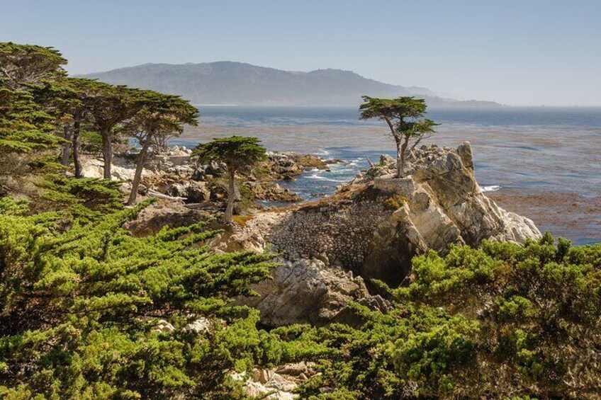 Point Lobos - A Private Charming Ocean Tour