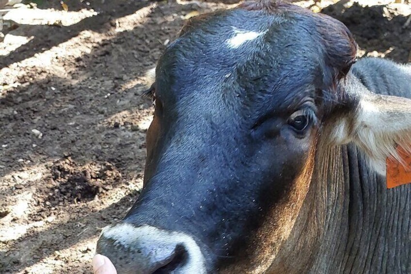One of our cows that you can pet