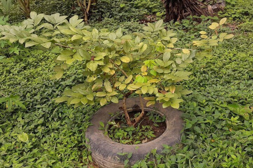 1 Year Old Mahogany Tree