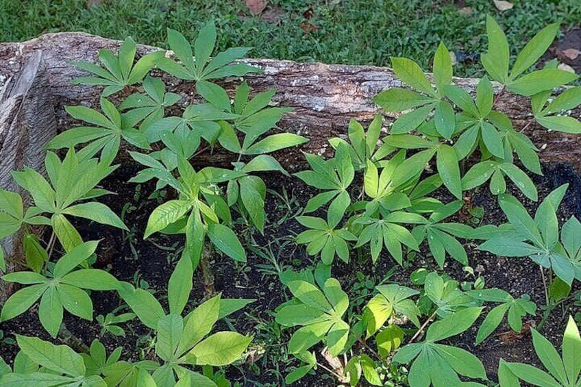 Cassava plants