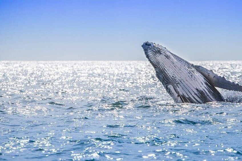 Whale Watching Experience in Samana Bay with Lunch