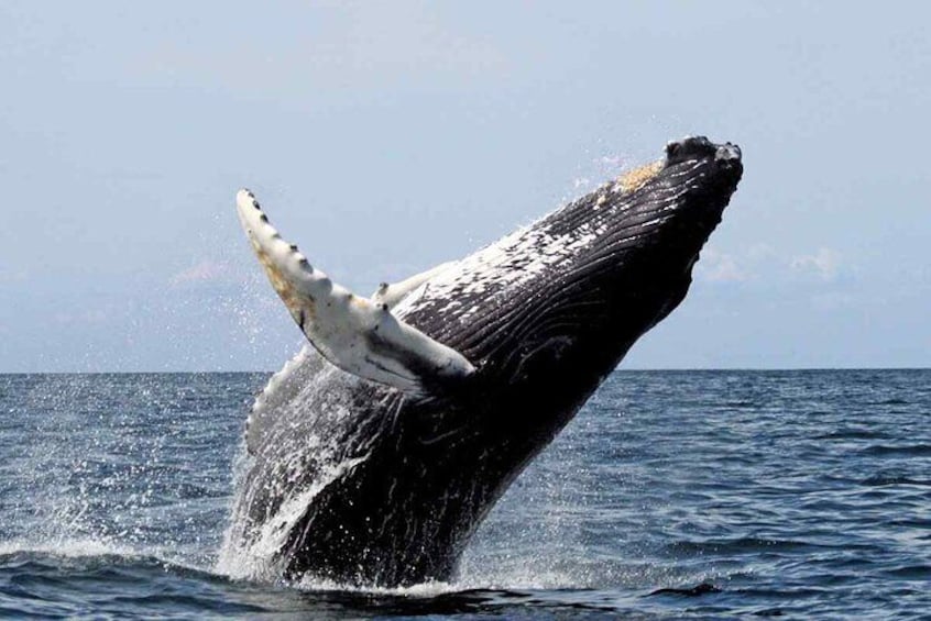 Whale Watching Experience in Samana Bay with Lunch