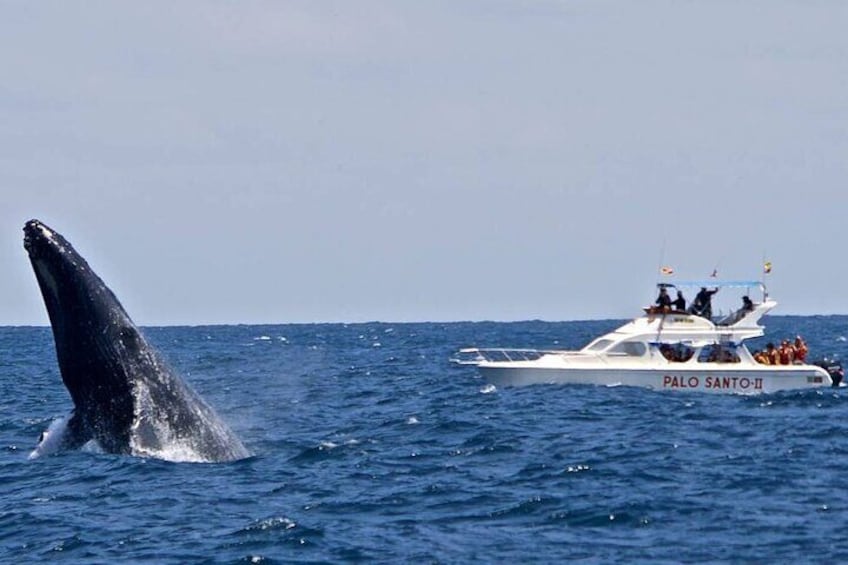 Whale Watching Experience in Samana Bay with Lunch