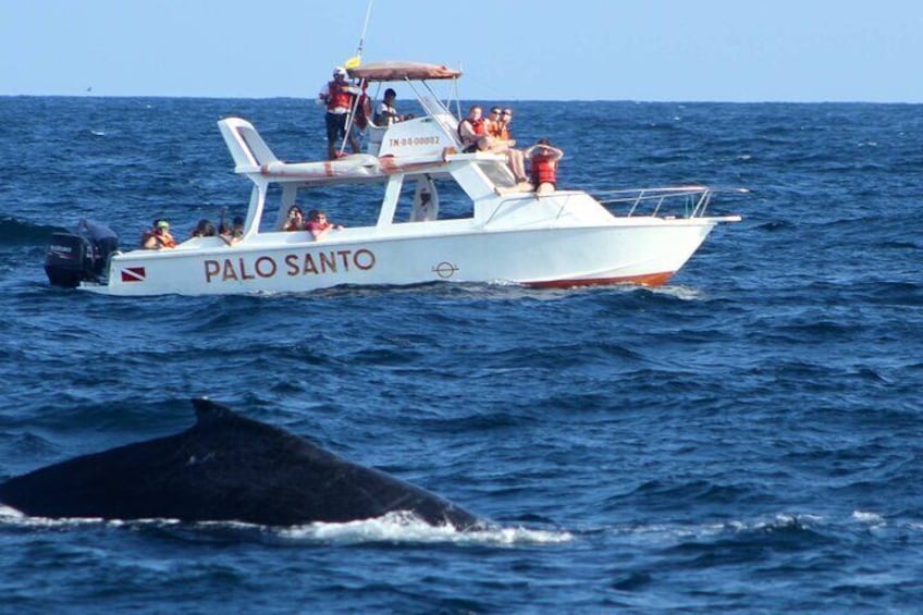 Whale Watching Experience in Samana Bay with Lunch