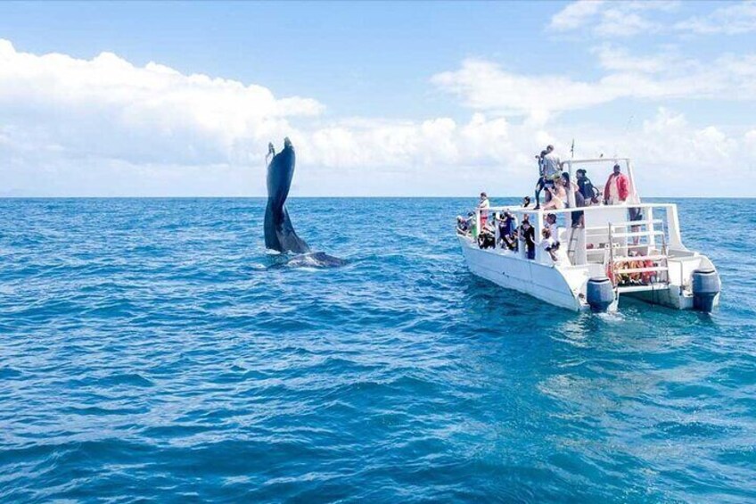 Whale Watching Tour in Samana Bay with Lunch