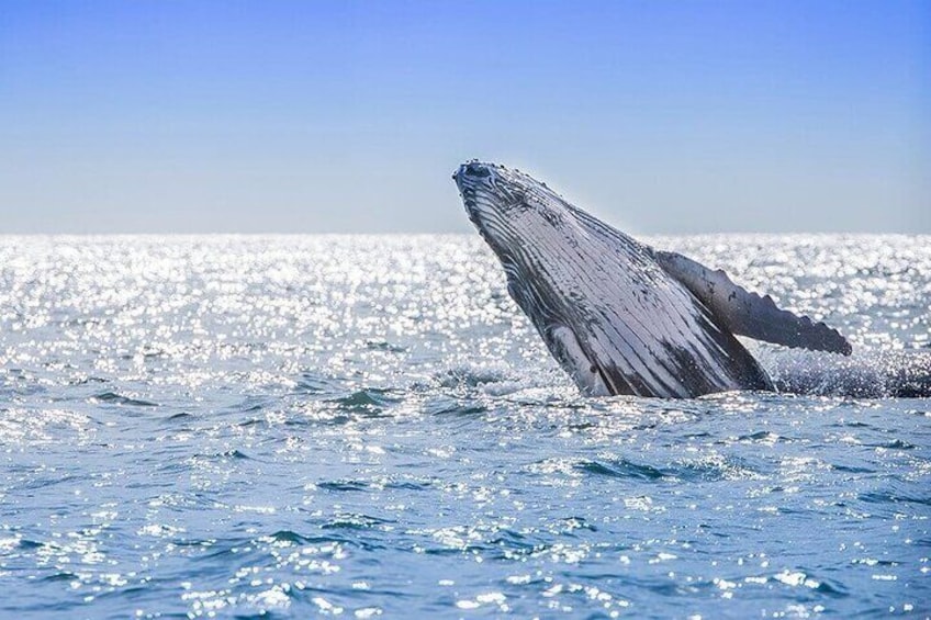 Whale Watching Tour in Samana Bay with Lunch