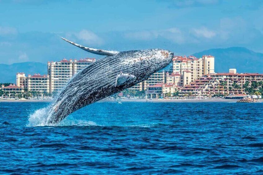 Whale Watching Tour in Samana Bay with Lunch