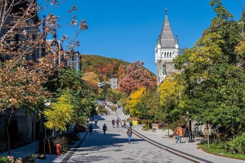 Full Day Private Shore Tour in Montreal from Montreal Cruise Port