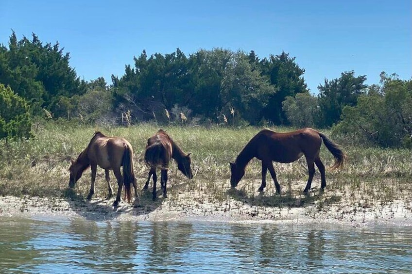 The captivating Shackleford Banks ponies