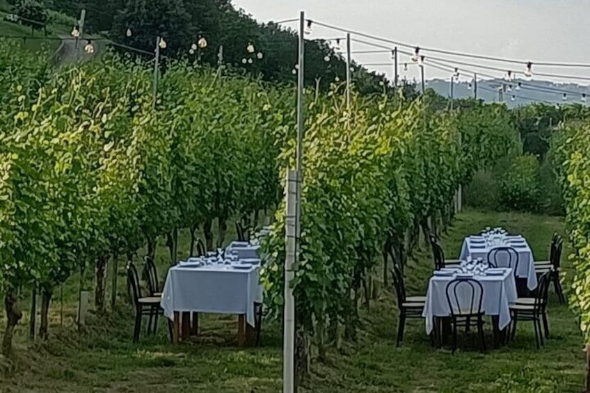 Sunday in the vineyard for the whole family with lunch