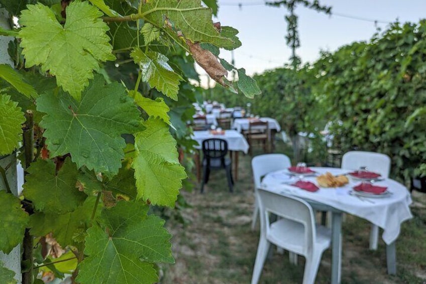Half day in the autumn vineyard for the whole family with lunch