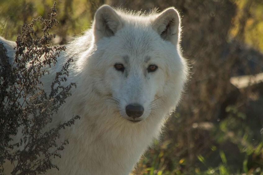 Kamloops: BC Wildlife Park Entry Ticket