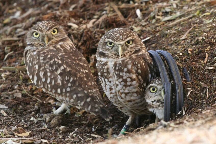 Picture 3 for Activity Kamloops: BC Wildlife Park Entry Ticket