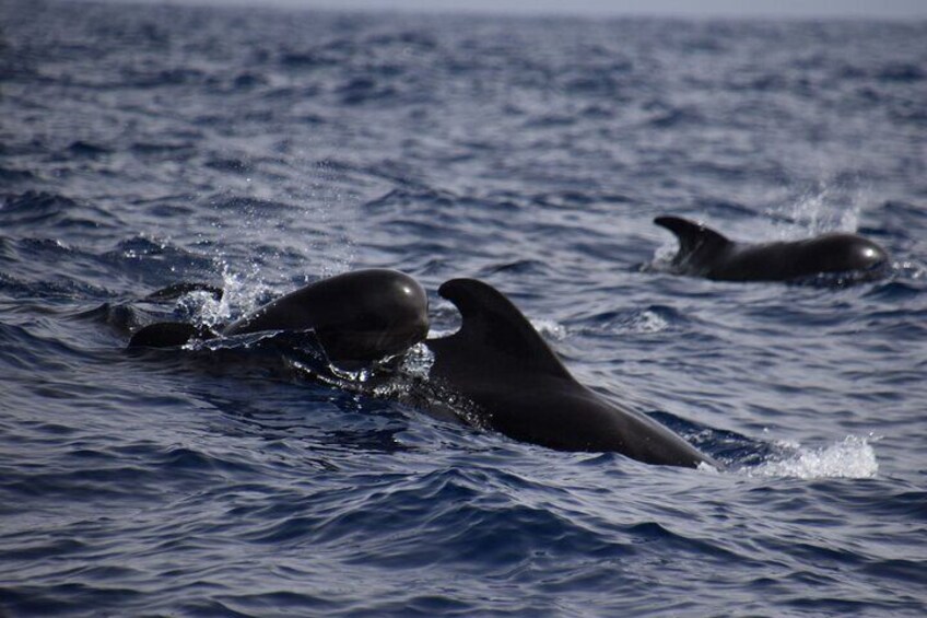 Be Whale Wise - silent whale & dolphin watching in a small group