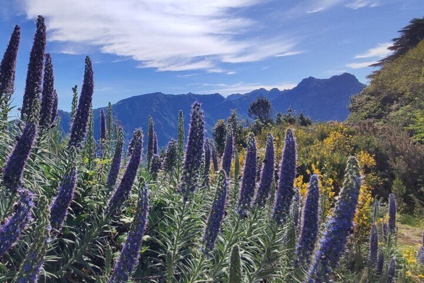 Full-Day Madeira 4x4 Enigma Tour - Private