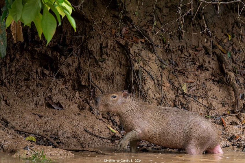 Picture 2 for Activity 2 Full Days: Discover Ecuador's Amazon Rainforest from Quito