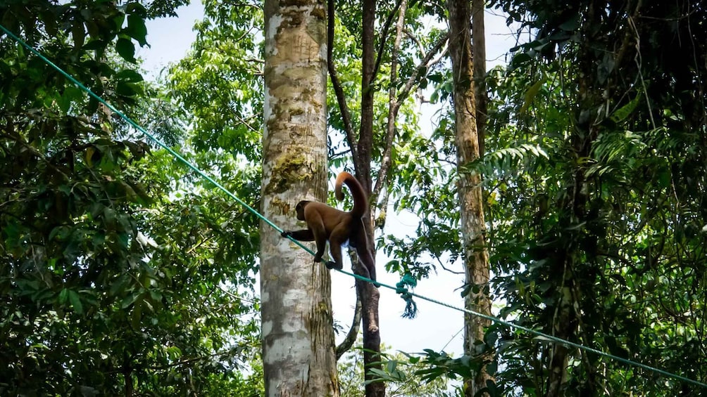 Picture 6 for Activity 2 Full Days: Discover Ecuador's Amazon Rainforest from Quito