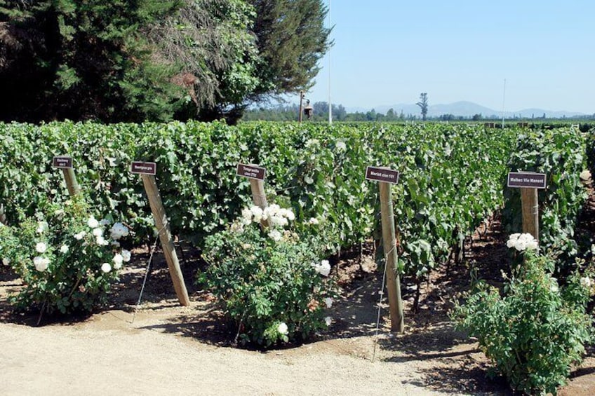 Viu Manent and Montes Alpha, Colchagua Valley from Santiago
