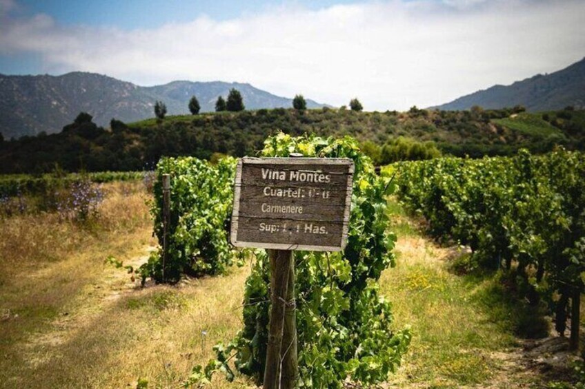 Viu Manent and Montes Alpha, Colchagua Valley from Santiago