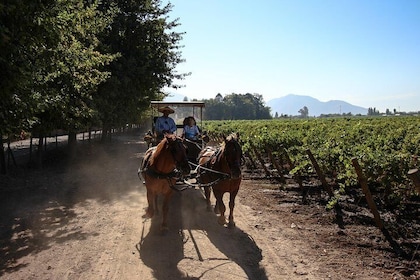 Viu Manent and Montes Winery, Colchagua Valley from semi-private