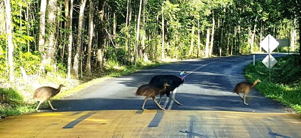 Picture 4 for Activity Cairns: Cape Tribulation, Beaches, Crocs & Swimming Day Tour