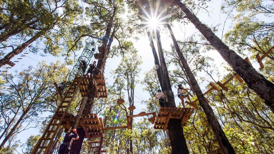 Dwellingup: Tree Ropes Course