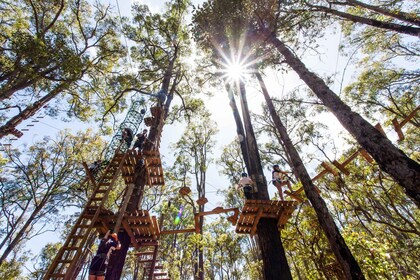 Dwellingup : Parcours acrobatique dans les arbres