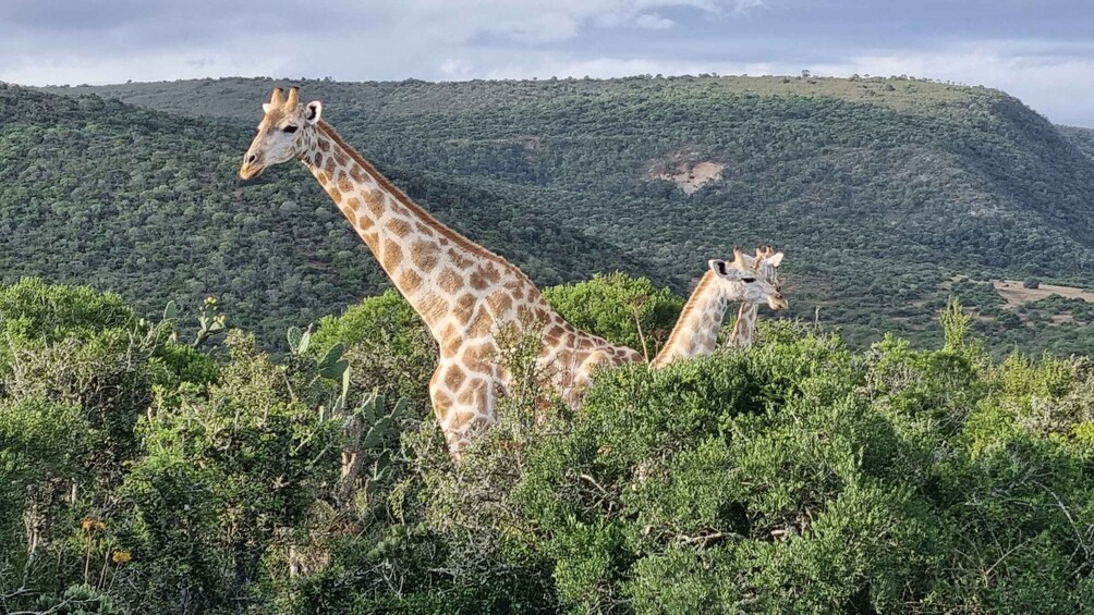 Picture 3 for Activity Addo Elephant Park and Giraffe Walk Private Full Day Safari