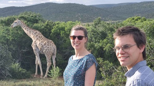 Addo Elephant Park and Giraffe Walk Private Full Day Safari